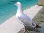 aai