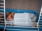 Chomik-Hamster-Gucio