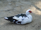 DSCF7937