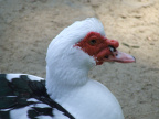 DSCF7938