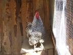 DSCF7947