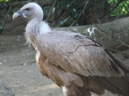 DSCF7967