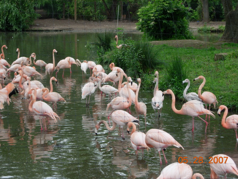 flamingi.jpg