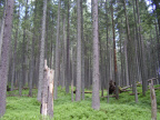 aae