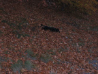 aae