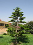 asn